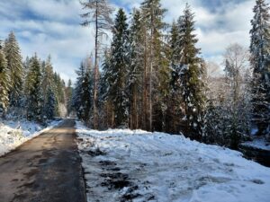 Zdjęcie przedstawia piękny las iglasty zimą i drogę asfaltową przez ten las