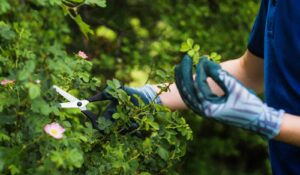 Zdjęcie przedstawia osobę w rękawiczkach pielęgnującą krzew