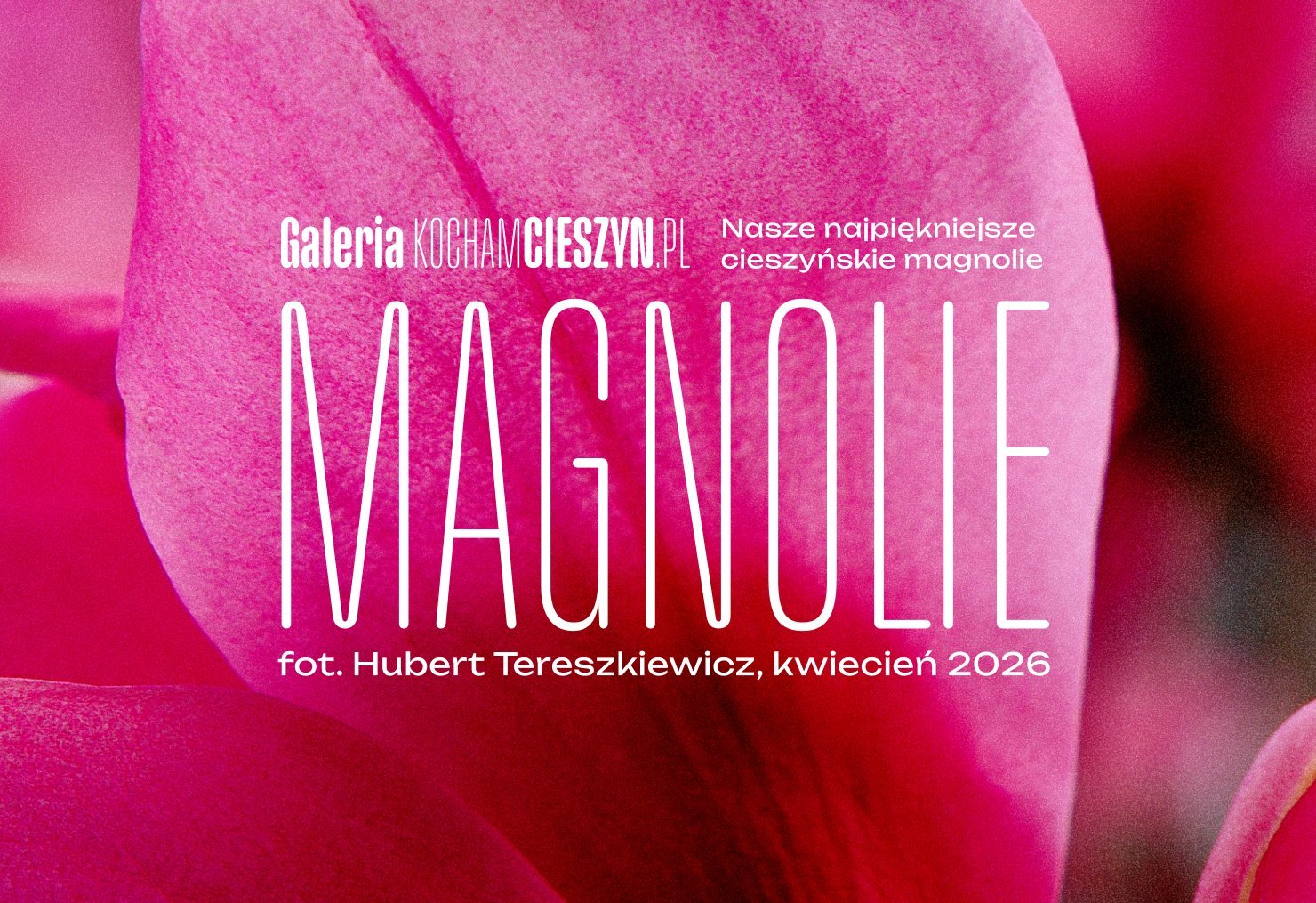 Cieszyńskie Magnolie – kwiecień 2026